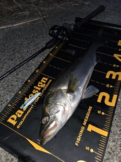 シーバスの釣果