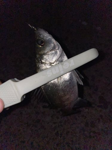 セイゴ（ヒラスズキ）の釣果