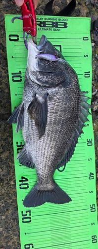 チヌの釣果