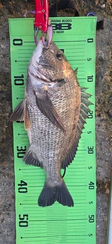 チヌの釣果