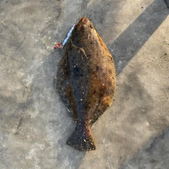 ヒラメの釣果