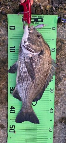 チヌの釣果