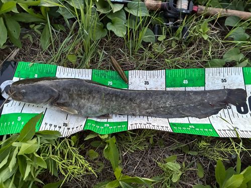 ナマズの釣果