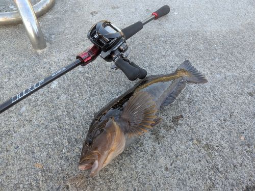 アイナメの釣果