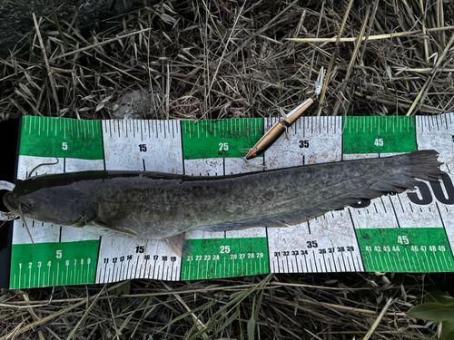 ナマズの釣果