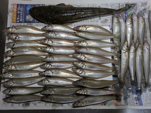 シロギスの釣果