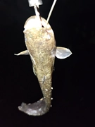 ナマズの釣果