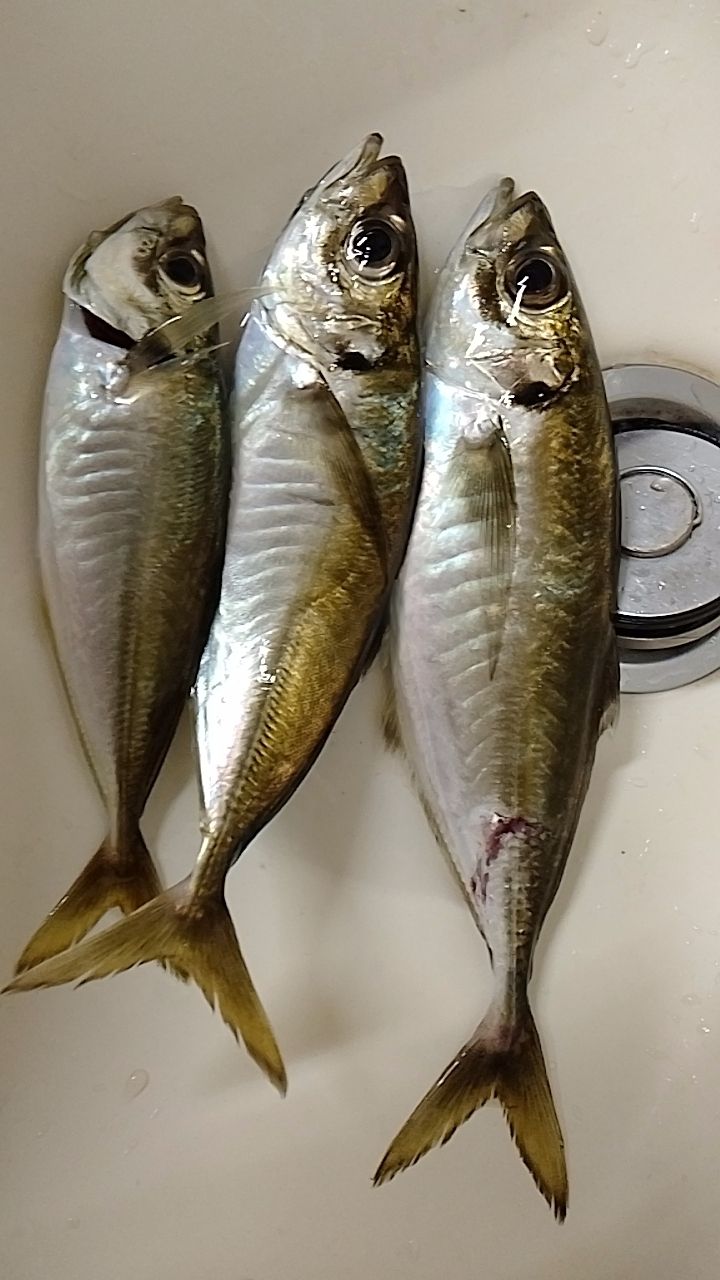 MajorCraft 鯵道 5G AD5-S622M/AJIの最安値・インプレ・釣果 | 本音の
