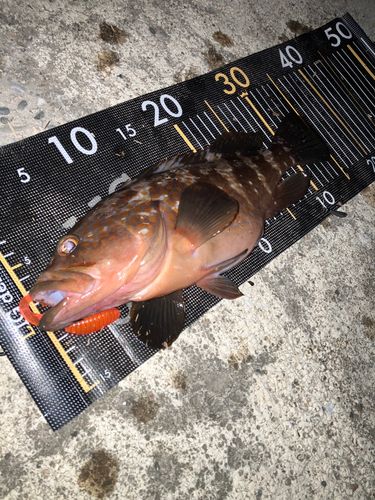 アコウの釣果