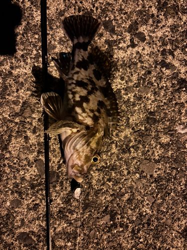 カサゴの釣果
