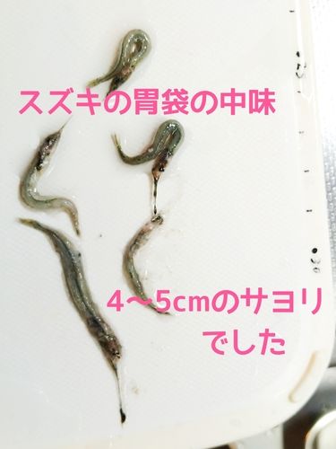 アジの釣果