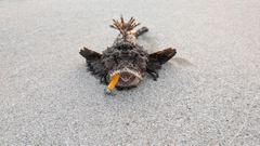 オニオコゼの釣果
