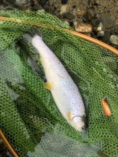 ブラウントラウトの釣果