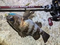 メバルの釣果
