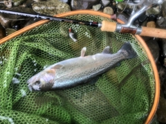 ニジマスの釣果