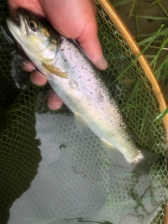 ブラウントラウトの釣果