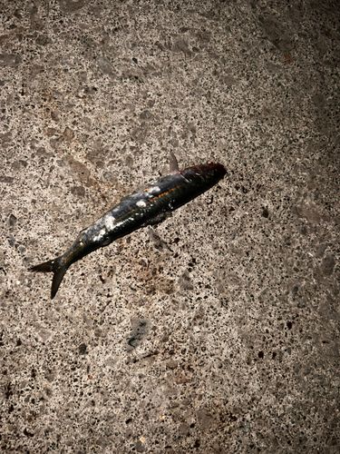 イワシの釣果