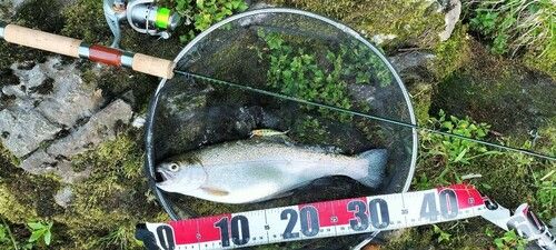 ニジマスの釣果