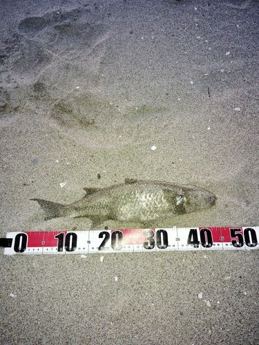 ボラの釣果