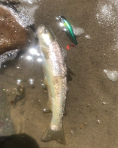 ブラウントラウトの釣果