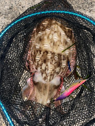 カミナリイカの釣果