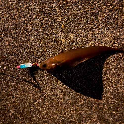 ドンコの釣果