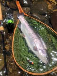 ニジマスの釣果