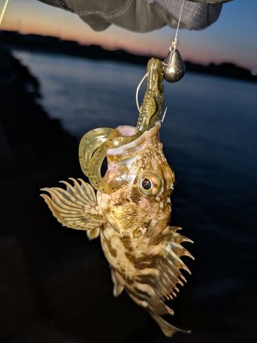 カサゴの釣果