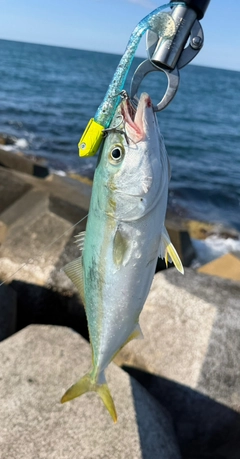ワラサの釣果
