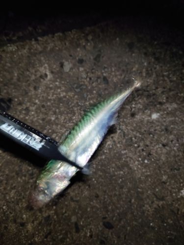 サバの釣果