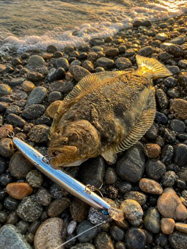 ヒラメの釣果