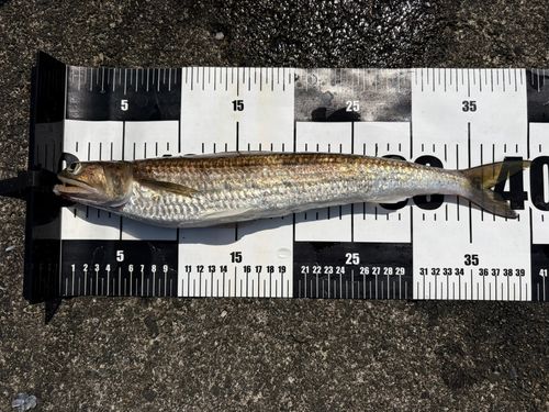 エソの釣果
