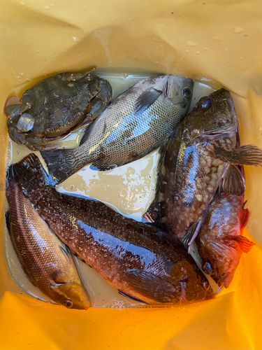 アイナメの釣果