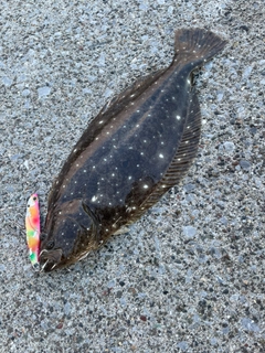 ヒラメの釣果