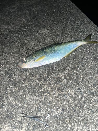 ヒラの釣果