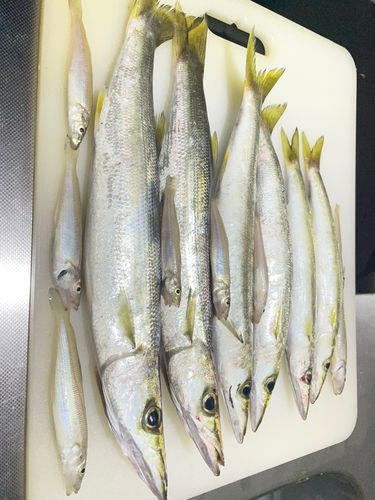 カマスの釣果