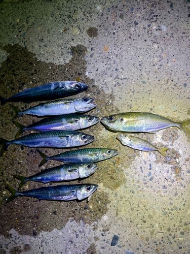 アジの釣果