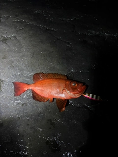 キントキダイの釣果