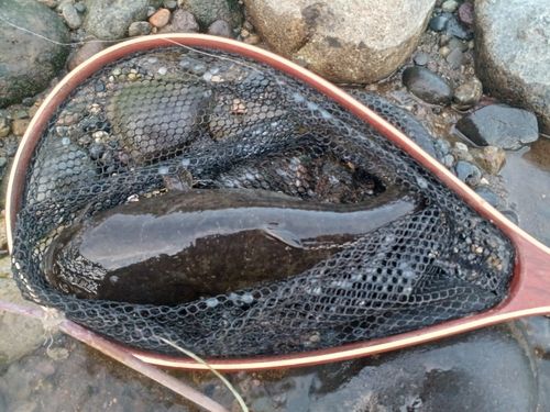 ナマズの釣果