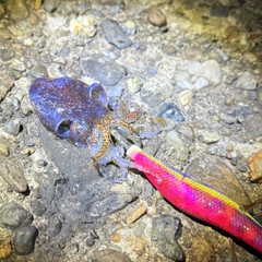 イカの釣果