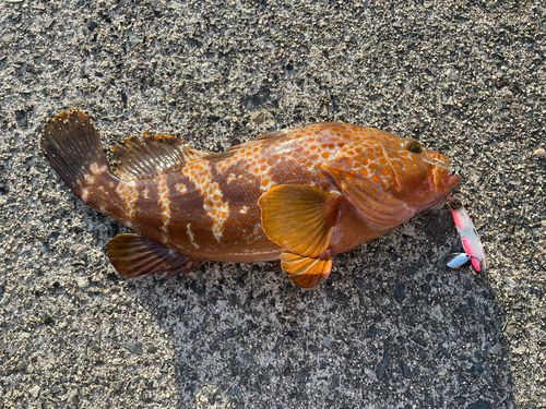 アコウの釣果