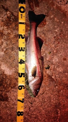 スズキの釣果