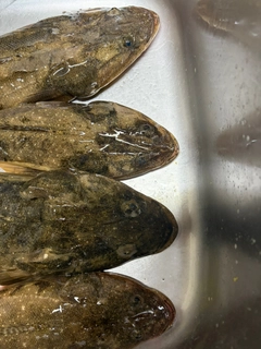 マゴチの釣果