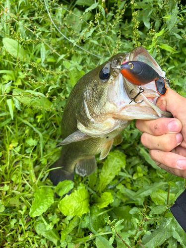 ラージマウスバスの釣果