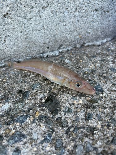 キスの釣果