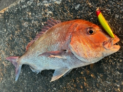 マダイの釣果