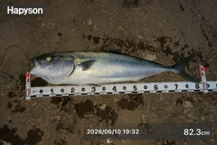 ブリの釣果