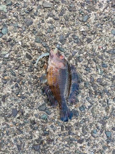 オハグロベラの釣果
