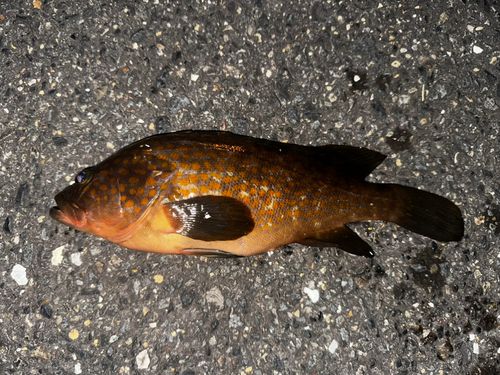 キジハタの釣果