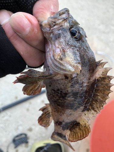 ムラソイの釣果